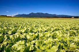 レタス「73円は奇跡」 連休明けて野菜の流通増加　値下がりに生産者は「苦しい」