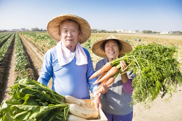 なんでやらないの？農業人口389万人→ 168万人減少 65歳以上70% 日本から野菜が無くなる