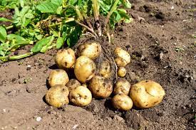 【🥔】ジャガイモは野菜？穀類？　米政府の専門家会議で議論　背景に深刻な肥満問題