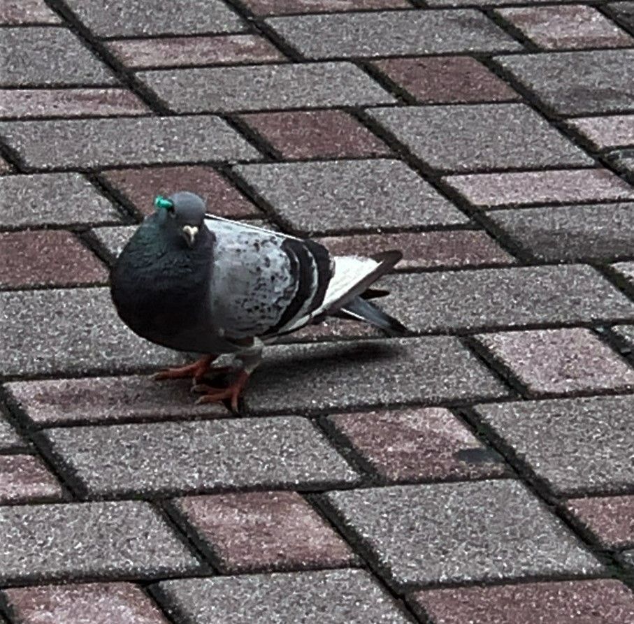 【鳥】中国のスパイと疑われたハト、8か月ぶりインドで解放