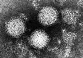 【新型コロナウイルス】１年前の上海のある地域　感染症の死者数が公式データの90倍以上、平均寿命11.6年短縮・・・上海予防医学誌に掲載された2つの論文