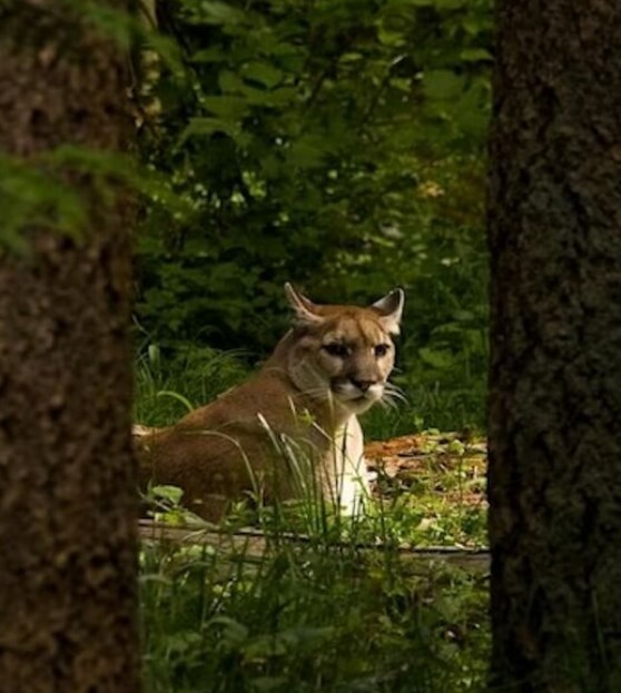 【生態系】なぜかピューマに殺されるオオカミが増えている、専門家が困惑、米ワシントン州だけの奇妙な現象、理由は謎