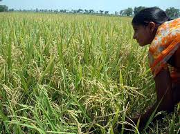 コメ、5キロ3500円の見方　備蓄米の放出継続で安心感か