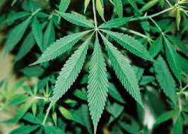【株式】大麻株は最近の急上昇にもかかわらず、まだ買いとの見解も　米国FDAが史上初めて大麻の医療効果を正式に認める歴史的判断