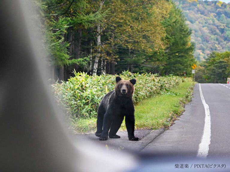 【悲報】クマさん、高速道路を爆走ｗ
