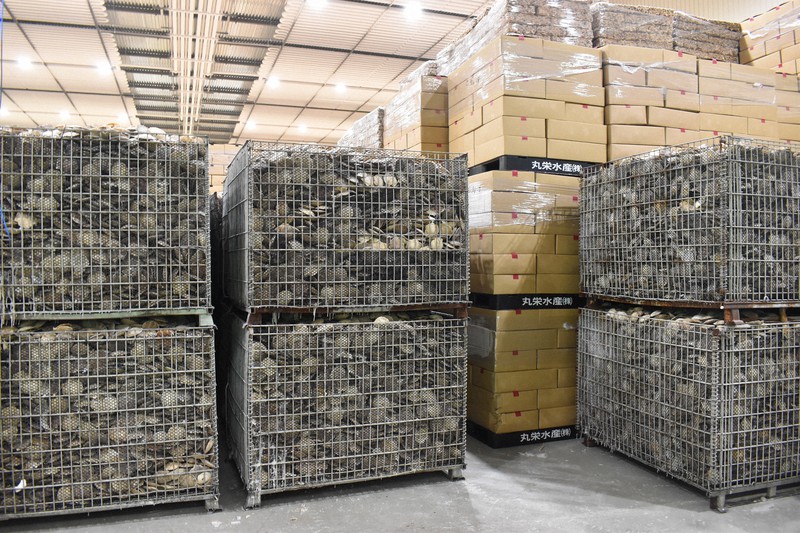 ホタテ業者泣く。「ビクビクしてたらこれですよ…2年ぶりの再開で喜んでたら…もう無理ですね」