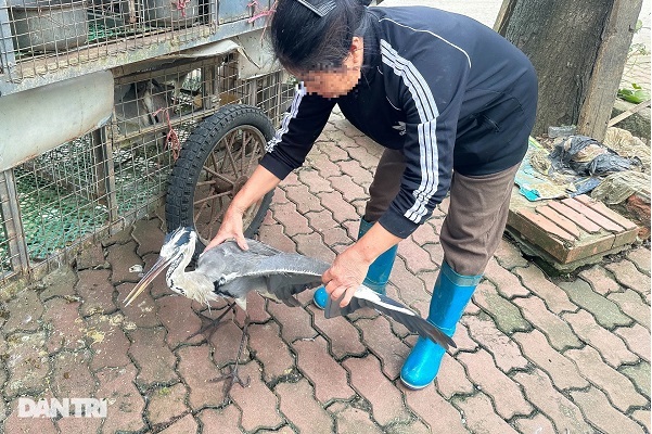 グエン「アオサギ食います」ハノイに野鳥販売の市場。貴重な野鳥食うため売買。そりゃ日本来てもやるわ