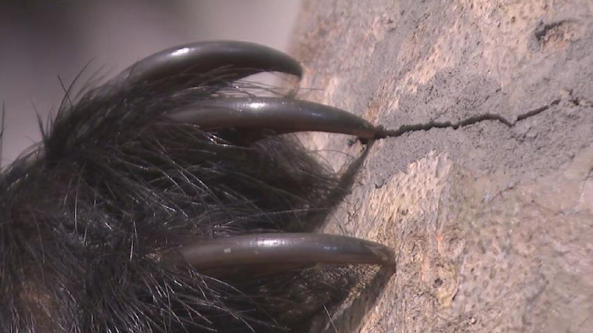【北海道】クマのしわざか　メロン２００個、食い荒らされる
