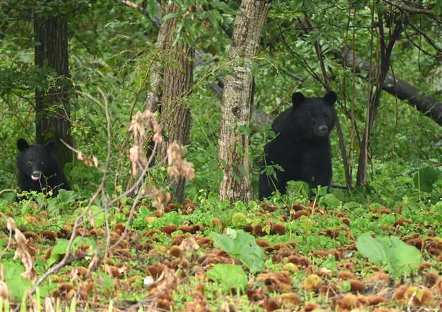 【（・(ｪ)・）】青森のリンゴ畑にクマ、５０代男性「近くに娘がいたので鼻を殴った」…太ももを引っかいてクマは逃走　藤崎町