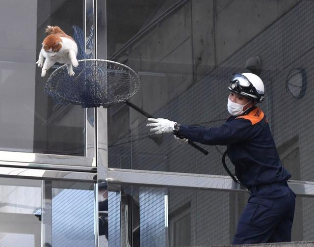 【野球】阪神2軍施設で前代未聞の猫の救出作業…　桐敷、島本、藤浪らが心配で見守る　消防隊員が救出敢行も猫は8メートル下に落下
