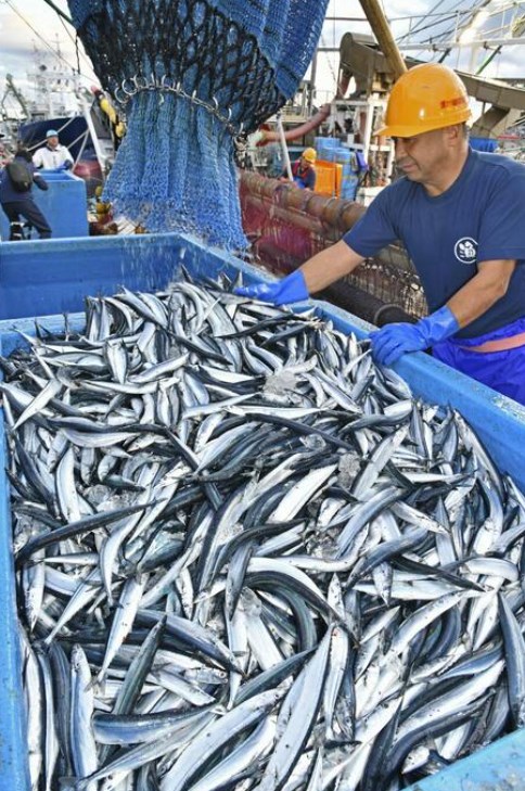 【経済】サンマ水揚げ、5年ぶり増　36％増の2.4万トンも低水準続く