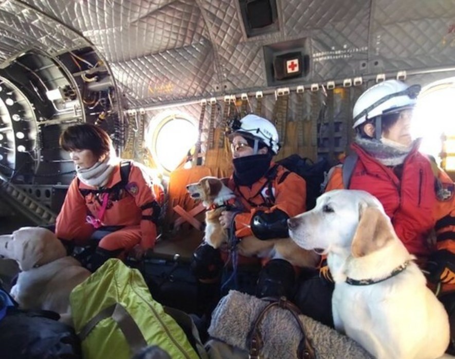 【能登半島地震】「コーギー犬もいる！」珠洲市に派遣された捜索救助犬たち　自衛隊や消防と連携し、ボランティアで活動する姿に「涙が…」