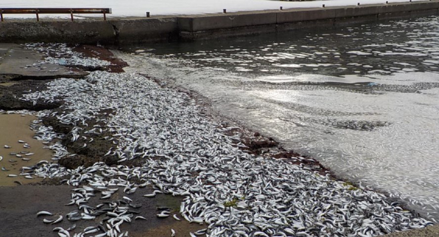 【北海道】「海岸にイワシが漂着している」せたな町でまたイワシ大量死　およそ１ｋｍにわたり海岸に打ち上げられる