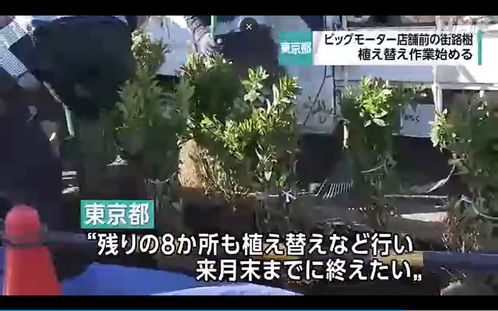 【🌳✨】東京都 ビッグモーター店舗前の街路樹 植え替える作業始める
