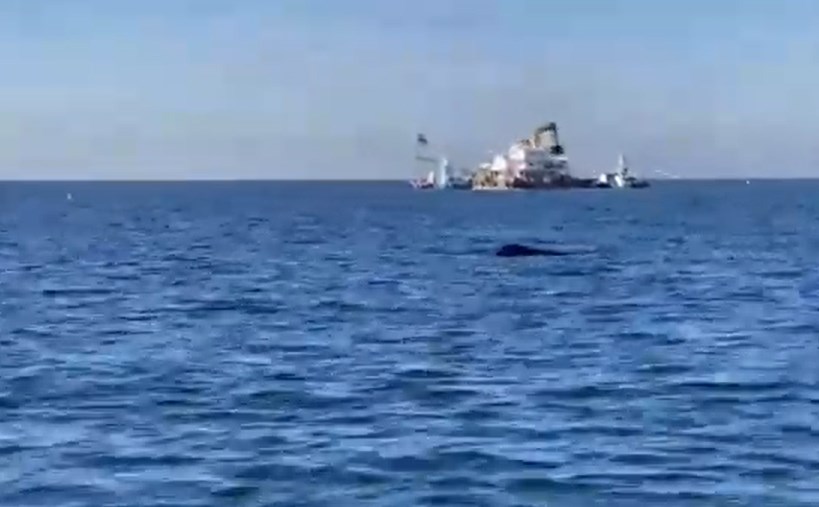 大阪湾で「クジラを見た」との情報　去年1月にはマッコウクジラの「淀ちゃん」発見