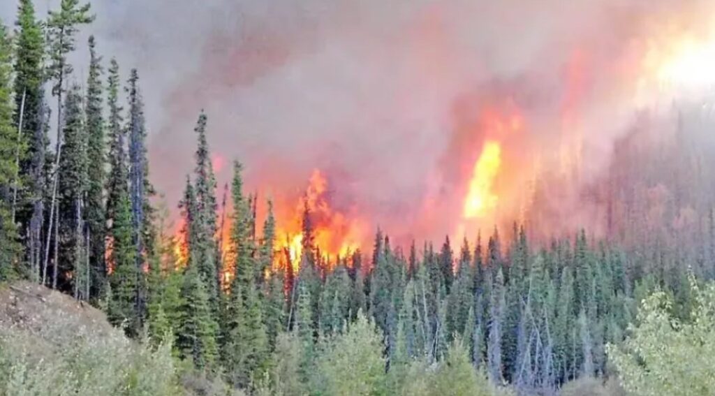 「政府が森林火災を起こしている」と主張した気候変動否定の陰謀論者が14件の放火で罪を認める