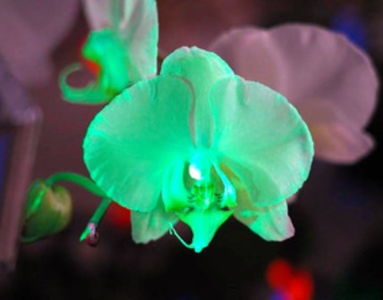 【花】光るコチョウラン　千葉大の研究グループが7年かけて発色に成功