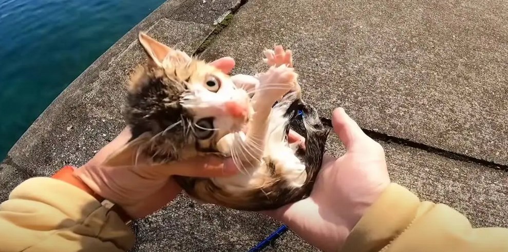 【悲報】例の海で溺れてた子猫を助けた聖人YouTuber、お気持ち表明