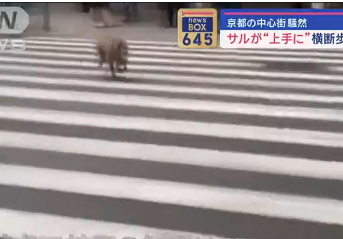 サルが“上手に”横断歩道を渡る　京都の中心街騒然