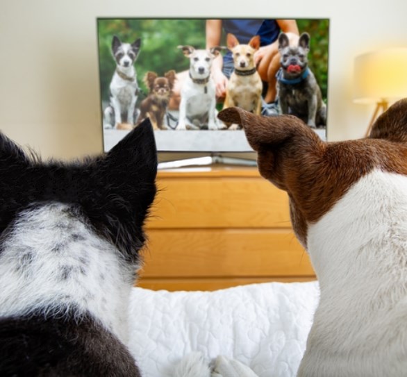 犬は“テレビに映る別の犬”が大好き、サッカーやアニメも楽しむ傾向【調査】