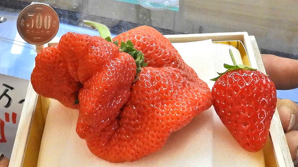 【画像】岐阜で一粒10万円超のクソデカイチゴが採れる。お前らの想像の10倍はグロい🍓
