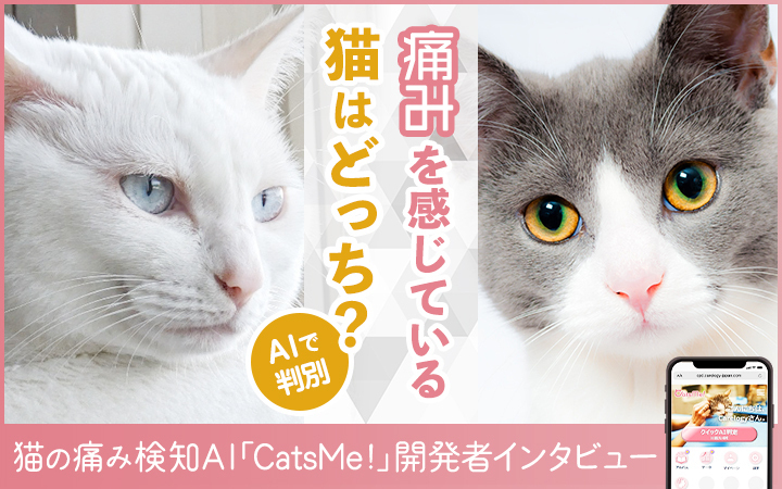 【猫の痛みの有無をAIで判別】世界で利用されるWebアプリ「CatsMe!」開発の裏側