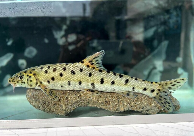 絶滅したと思われていた魚、トルコで発見