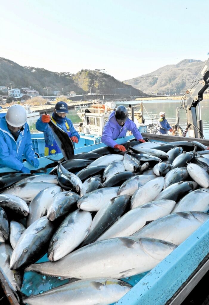 福井県沖でかつてない寒ブリ大漁…なぜ？漁師も驚き　水揚げ量は今シーズン既に昨季の5倍超え