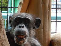 チンパンジーの「ピーコ」が老衰のため死亡しました。