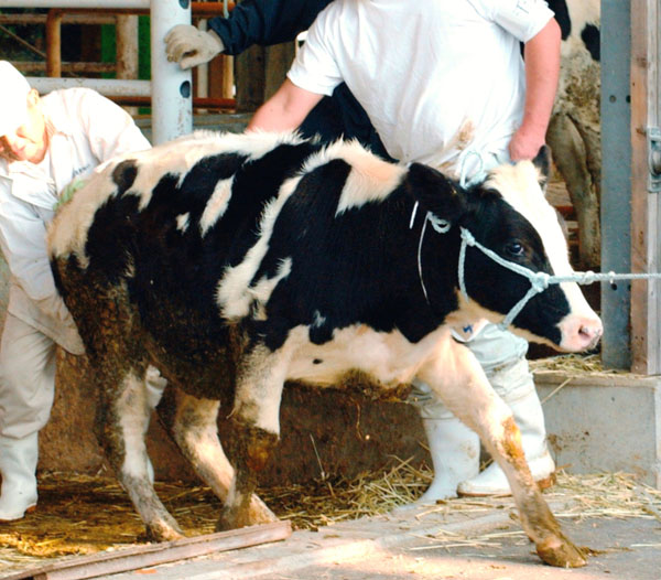ドイツ産牛肉の輸入再開　BSE対策で2001年から停止