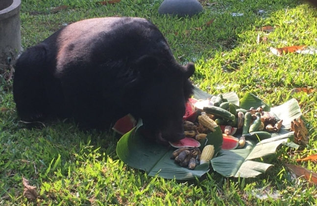 【タイ】ツキノワグマにエサやり中にかまれたスイス人32歳男性、自ら腕を切り落として脱出　ネット賞賛