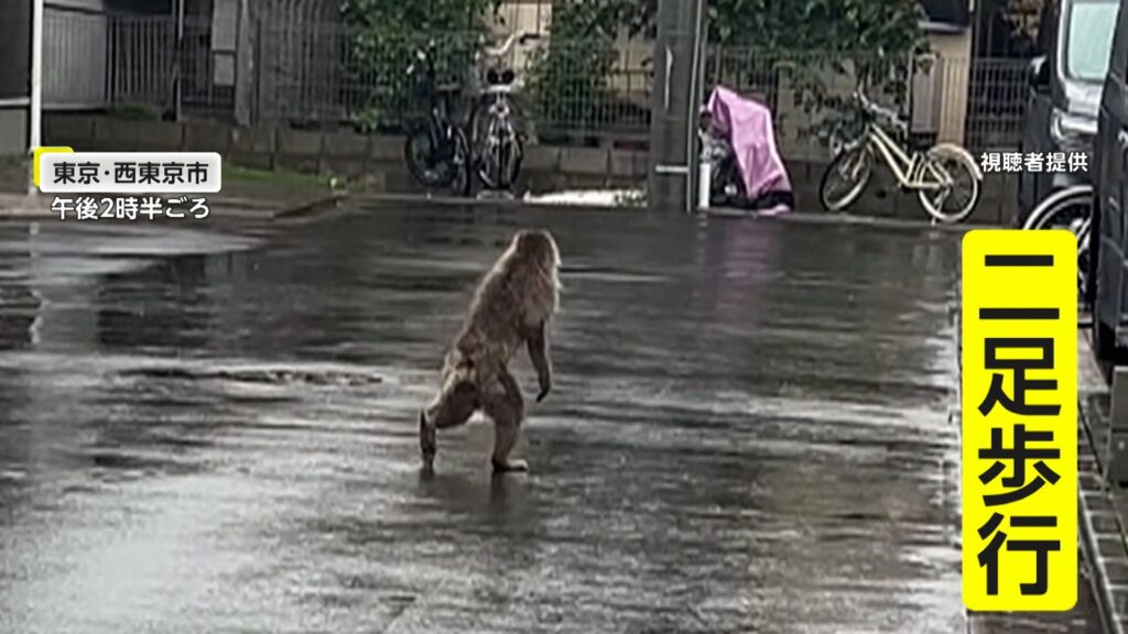 【東京】都内に“二足歩行の猿”が出没　畑で作物を“つまみ食い”しながら埼玉・新座市方面へ