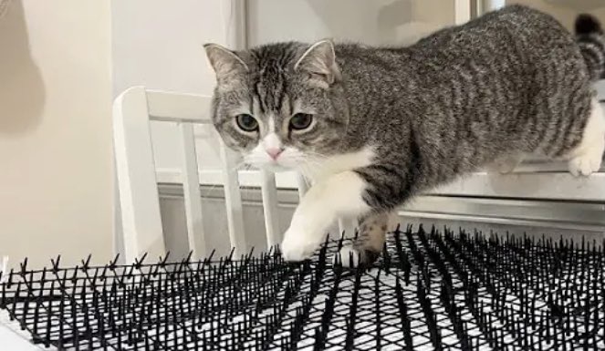 【画像】もちまる、飼い主の再生数稼ぎのために過酷な試練を課され続けるW