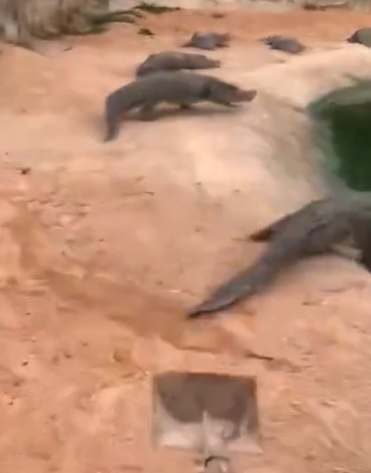 ワニ養殖場の職員、毎日がワニワニパニックで楽しそう