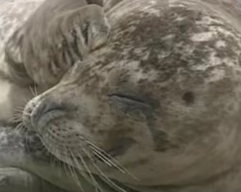 【北海道】国内初　アザラシが鳥インフル感染　死骸からウイルス検出　根室