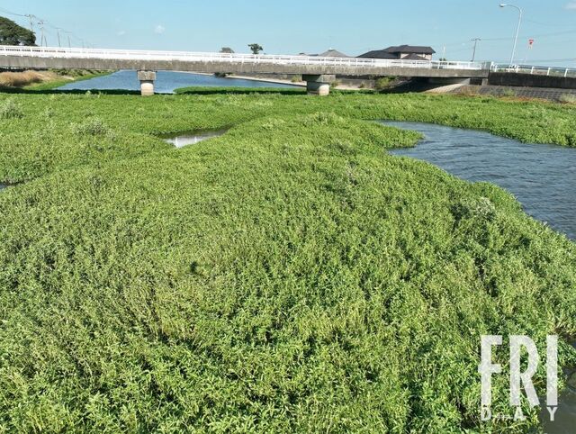 地球最悪の″侵略植物″南米の悪魔「ナガエツルノゲイトウ」が日本で大増殖する「衝撃の光景」