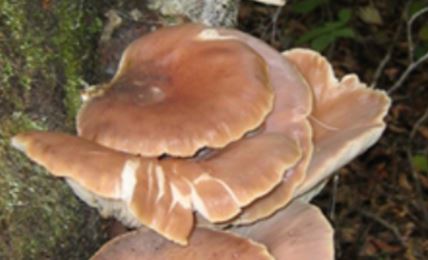 【長野】「ナスと一緒に煮ると毒消しになる」「塩漬けすると毒が抜ける」は迷信　24年には死亡例も　きのこシーズン迎え食中毒予防へ誤った言い伝えにも注意呼びかけ