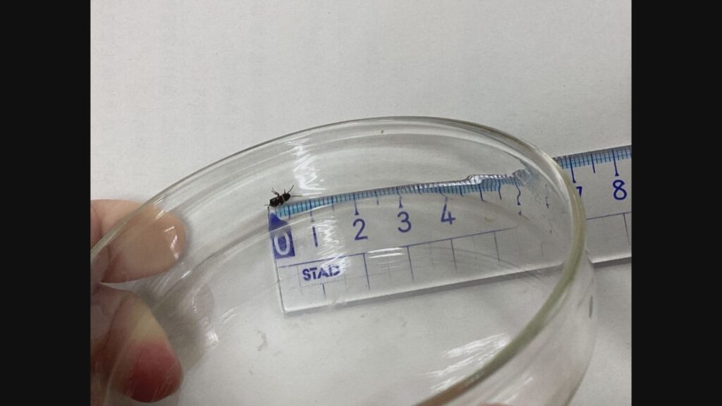 【三重】小学校の給食に約8ミリのゴキブリ、児童が福神漬けの容器に混入しているのを発見