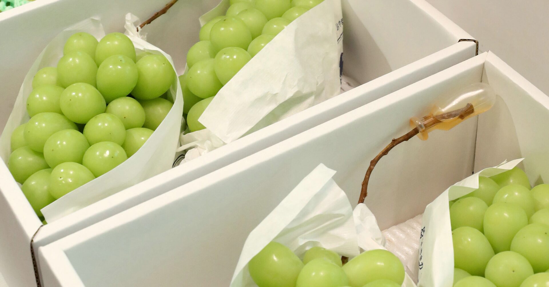 フィフィ　“シャインマスカット栽培権、農水省がＮＺへ供与検討　小泉氏に山梨県抗議”…ﾛｲﾀｰ報道に私見