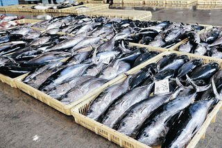 大漁マグロ困った　県内漁獲量、上限迫り水揚げ自粛　「海のダイヤ」が厄介者に　漁具壊れる被害も