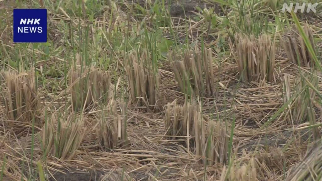 【外国人犯罪】"大阪枚方市にある田んぼで、およそ3週間後に収穫を控えた稲が何者かに刈り取られている""被害にあったのはブランド米のヒノヒカリ"