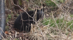 【（・(ｪ)・）】女性（70代）お墓で除草作業中にクマに襲われ頭と左腕噛まれる被害　夫にはけがなし　福島・喜多方