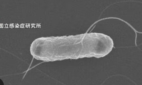 中身とろとろ生ハンバーグ、発症者100人・入院32人・溶血性尿毒症症候群(HUS)6人🤮