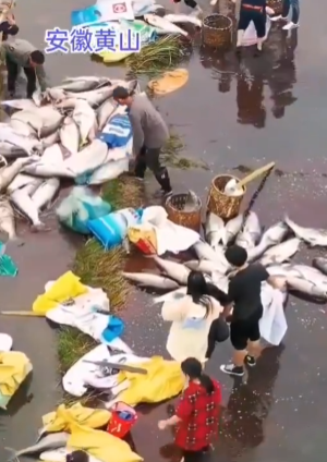 【中国】大雨で貯水池から水が溢れ大量の魚が流される→人民大集合して大量捕獲へ