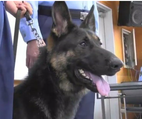 【鹿児島】 警察犬「ウォルト号」（1歳）急死　デビューから2か月連続で行方不明者を発見　鹿児島県警「優秀な警察犬だった」