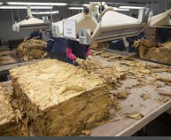 JT、安価な紙巻き煙草で世界席巻