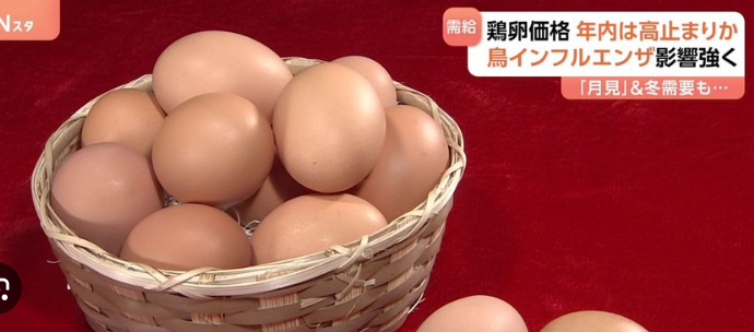 【🐔🥚】卵価格の高止まり年内続く見通し　卵を産むニワトリが鳥インフルに　「月見」メニューの需要増も影響