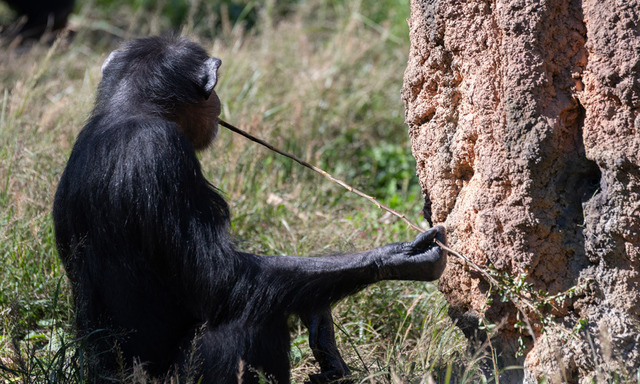 【科学】チンパンジー社会にも「流行」や「トレンド」…草をお尻に挿すブームは人間界発祥の最先端アレンジか