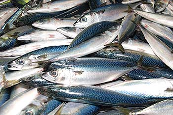 【過去記事】音楽CDが売れるとサバの漁獲量が増えることが判明　音楽業界の発展には漁獲量制限が必要