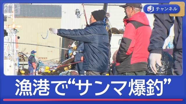 1人で300匹！漁港でサンマ“入れ食い”なぜ？